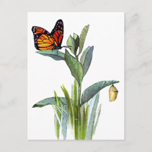 Carte Postale Papillon vintage