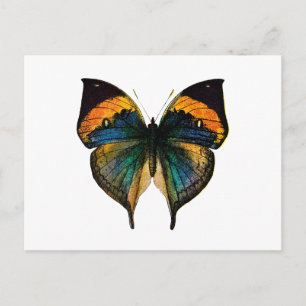 Carte Postale Papillon vintage - 1800's Antique Butterfly Litho