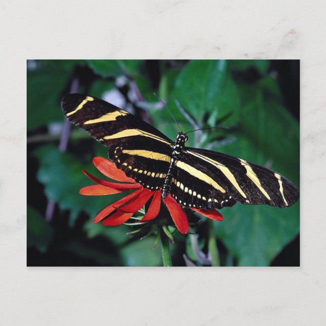 Carte Postale Papillon zèbre sur fleur de vigne flamboyante mexi (Devant)