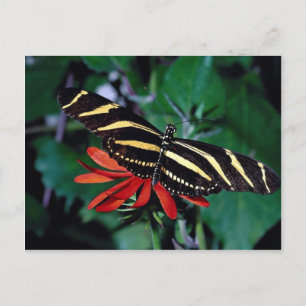 Carte Postale Papillon zébrée sur la fleur de vigne flamboyante 