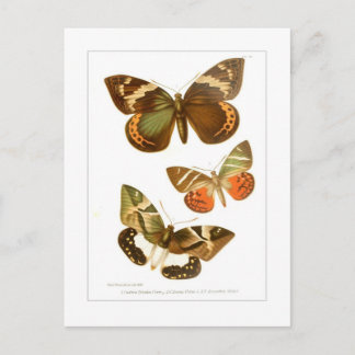 Carte Postale Papillons