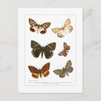 Carte Postale Papillons
