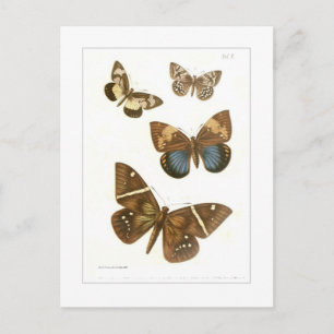 Carte Postale Papillons