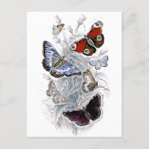 papillons