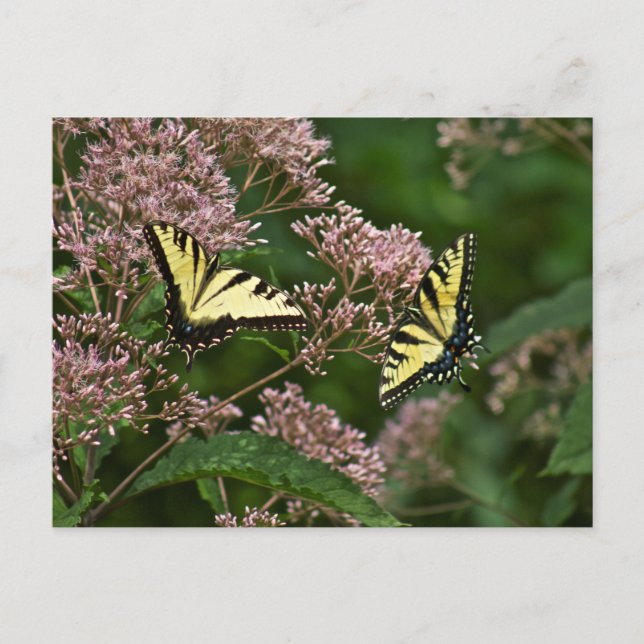 Carte Postale Papillons à queue de tigre sur Joe Pye Weed (Devant)