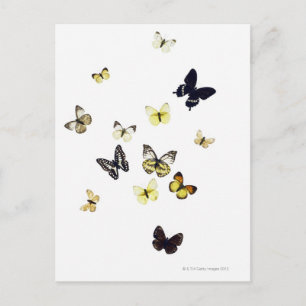 Carte Postale Papillons abattus sur blanc