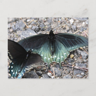 Carte postale Papillons bleus
