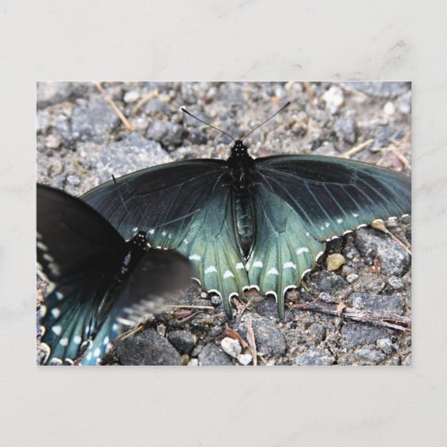 Carte postale Papillons bleus (Devant)