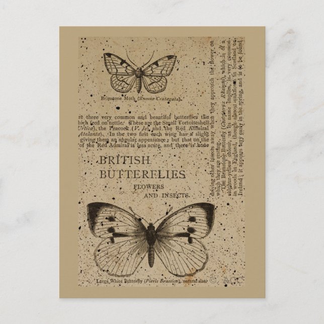 Carte Postale Papillons britanniques (Devant)