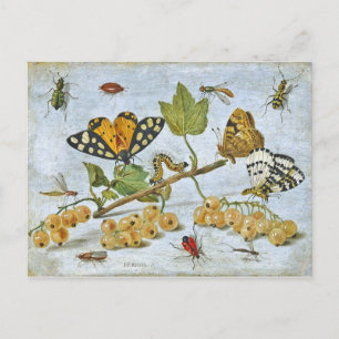 Carte Postale Papillons, chenille et fruits