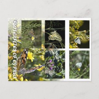 Carte Postale Papillons de Chypre