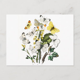 Carte Postale Papillons d'Europe vintage