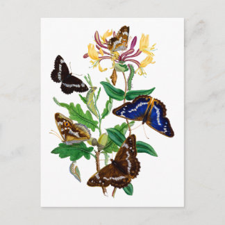 Carte Postale Papillons et chou rouge