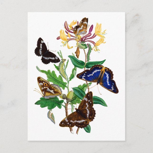 Carte Postale Papillons et chou rouge (Devant)