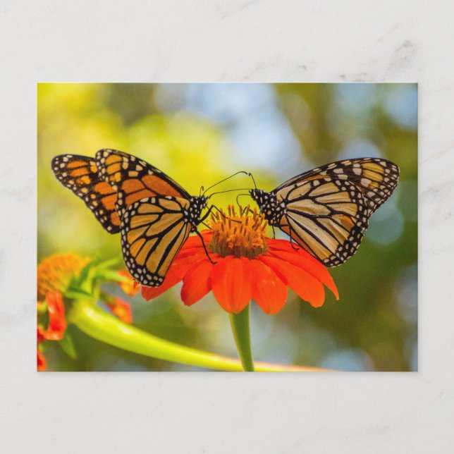 Carte Postale Papillons Monarque sur les Fleurs sauvages (Devant)