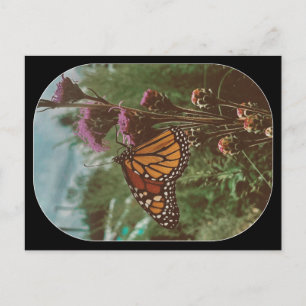 Carte Postale papillons orange