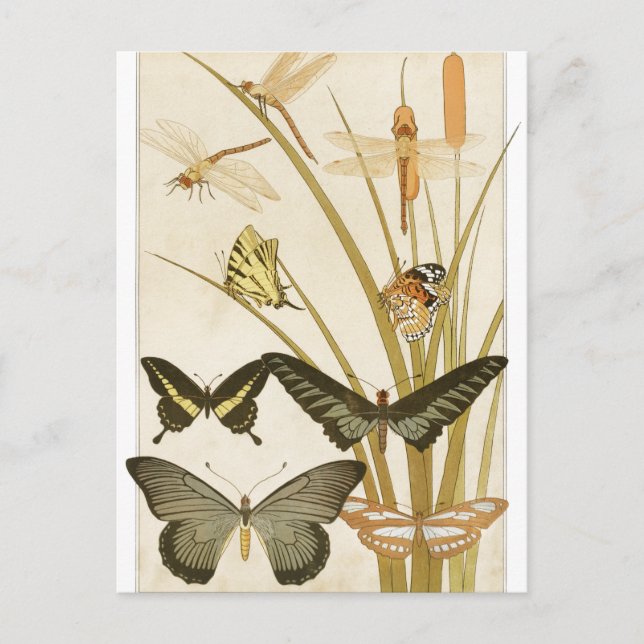 Carte Postale Papillons papillons vintages (Devant)