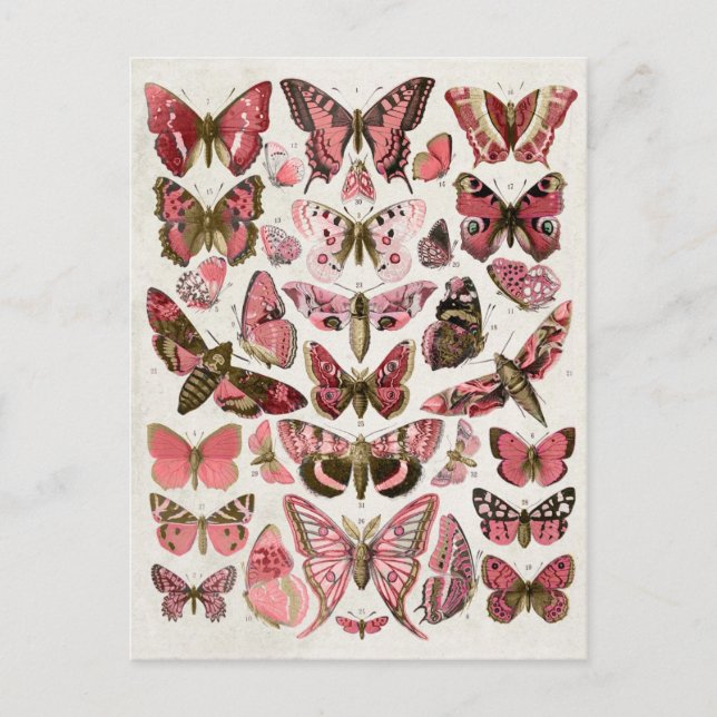 Carte Postale Papillons rose vintage (Devant)