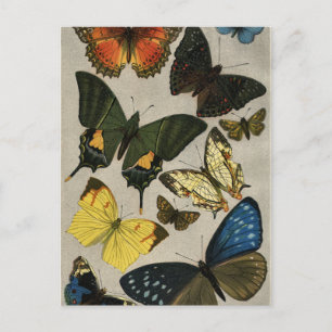 Carte Postale Papillons Vintage 1904