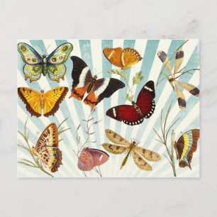Carte Postale Papillons vintages