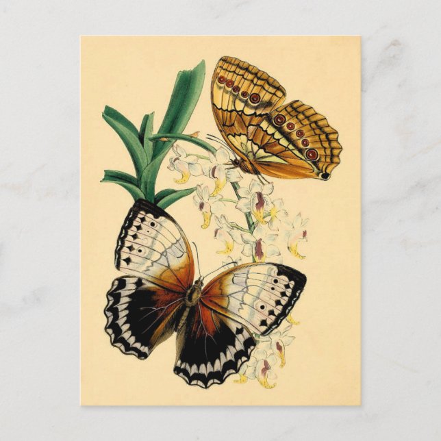 Carte Postale Papillons vintages (Devant)