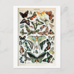 Carte Postale Papillons vintages du monde