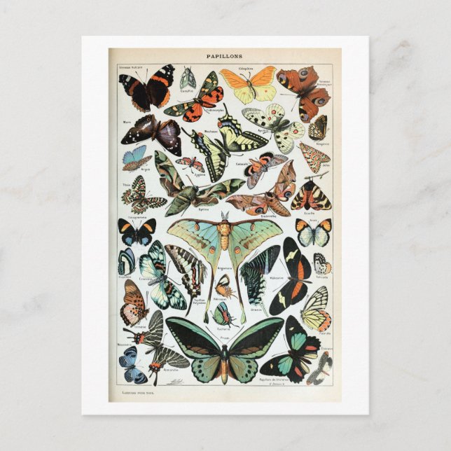 Carte Postale Papillons vintages du monde (Devant)
