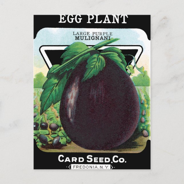 Carte Postale Paquet de semences d'aubergine (Devant)
