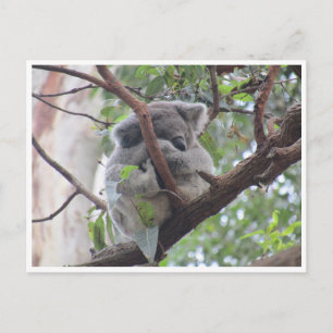 Carte Postale paquet koala