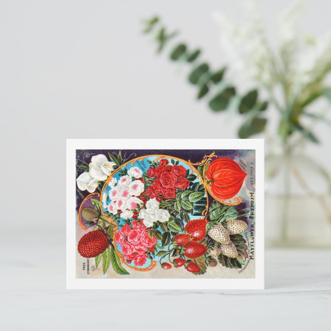 Carte Postale Paquets de semences. (Debout devant)