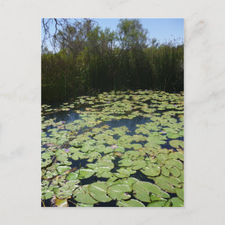 Carte Postale Paquets Lily extérieurs