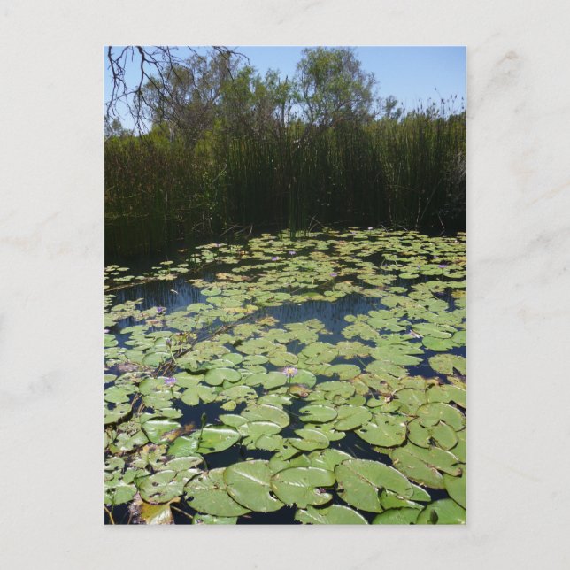 Carte Postale Paquets Lily extérieurs (Devant)