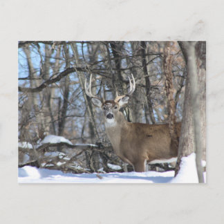 CARTE POSTALE PAR LA NEIGE PROFONDE