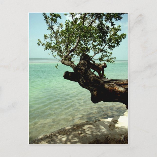 Carte Postale Paradis (Devant)