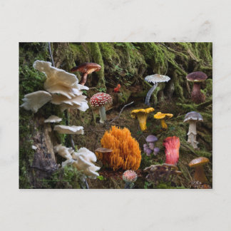 Carte Postale Paradis des champignons