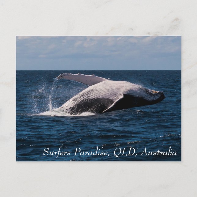 Carte Postale Paradis des surfeurs de baleines à bosse (Devant)