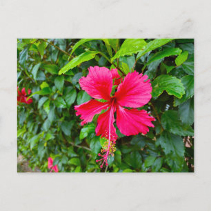 CARTE POSTALE PARADISE FLOWER