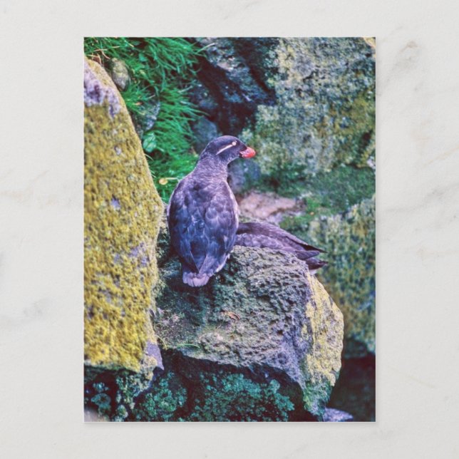 Carte Postale Parakeet Auklet (Devant)