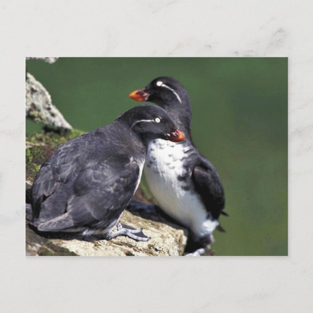 Carte Postale Parakeet Auklets, île St George, Pribilofs (Devant)