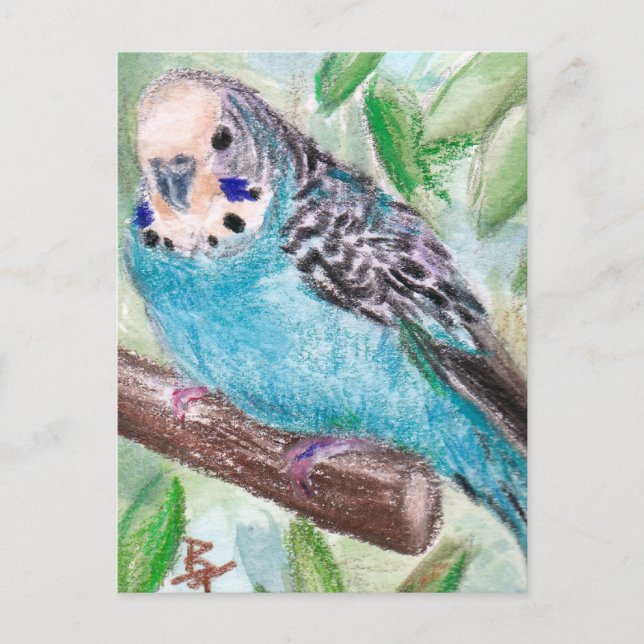 Carte postale Parakethe bleu (Devant)
