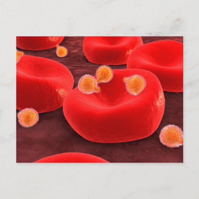 Carte Postale Parasites de malaria dans les globules rouges (Devant)