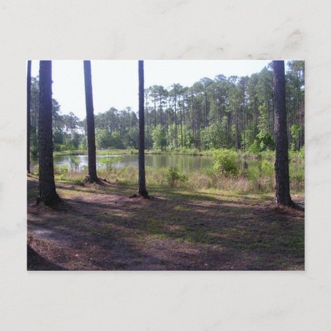 CARTE POSTALE "PARC COMMUN OKEFENOKEE" (Devant)