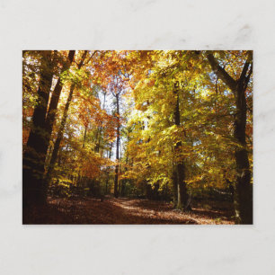 Carte Postale Parc de Greenbelt en automne II Scène de la nature