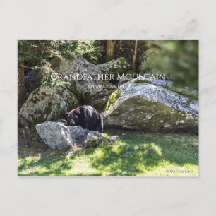 Carte Postale Parc de montagne Grand-père