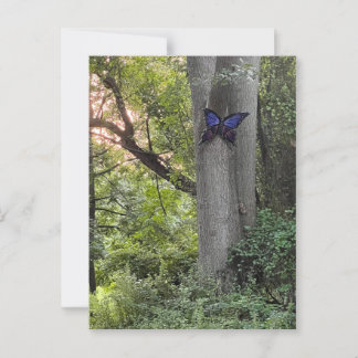Carte Postale Parc des papillons