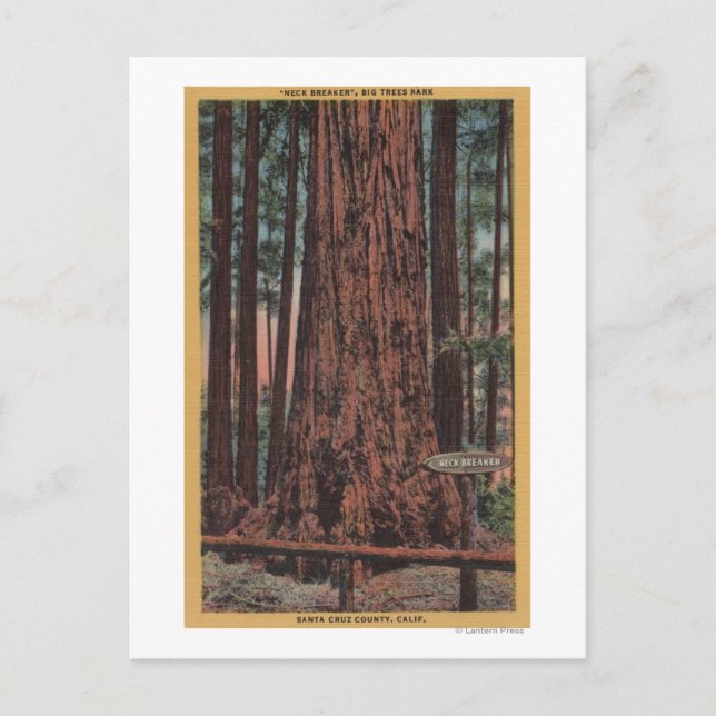 Carte Postale Parc d'état Big Trees, CA - Arbre briseur de cou (Devant)