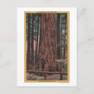 Carte Postale Parc d'état Big Trees, CA - Arbre briseur de cou
