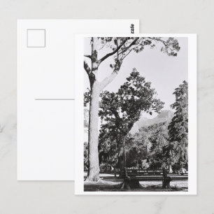 Carte Postale Parc du Cap Nature Mountain Afrique du Sud ZA