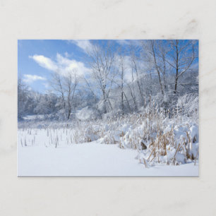 Carte Postale Parc Marthaler Étang gelé et arbres