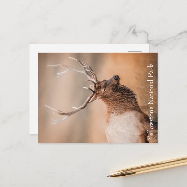 Carte Postale Parc national Bull Elk Yellowstone (Devant/Arrière en situation)